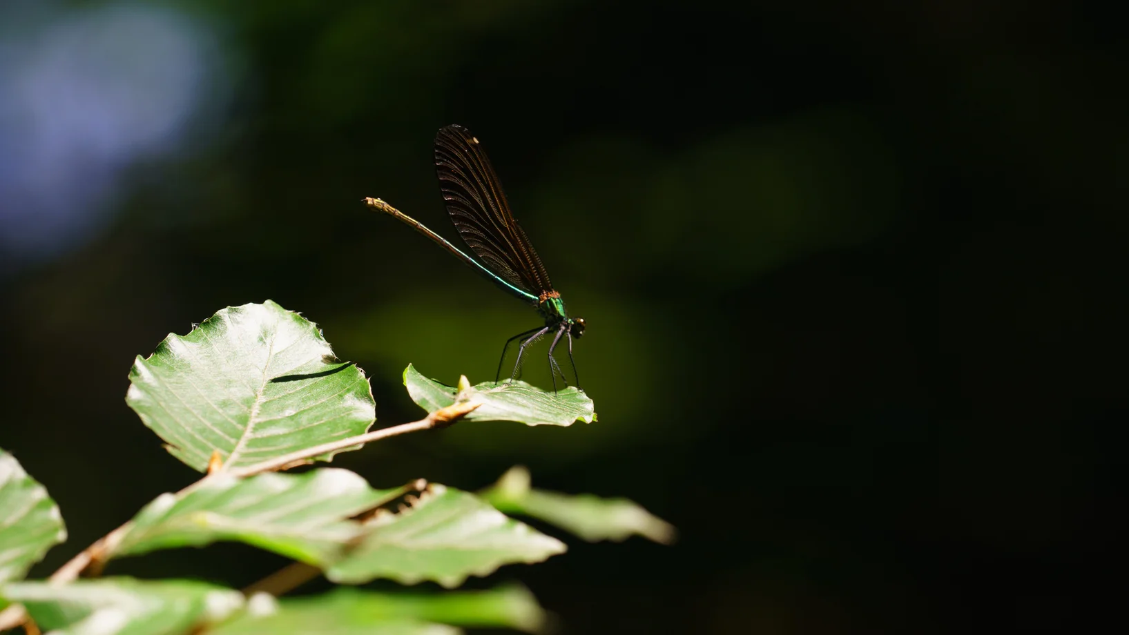 Blauflügelige Prachtlibelle