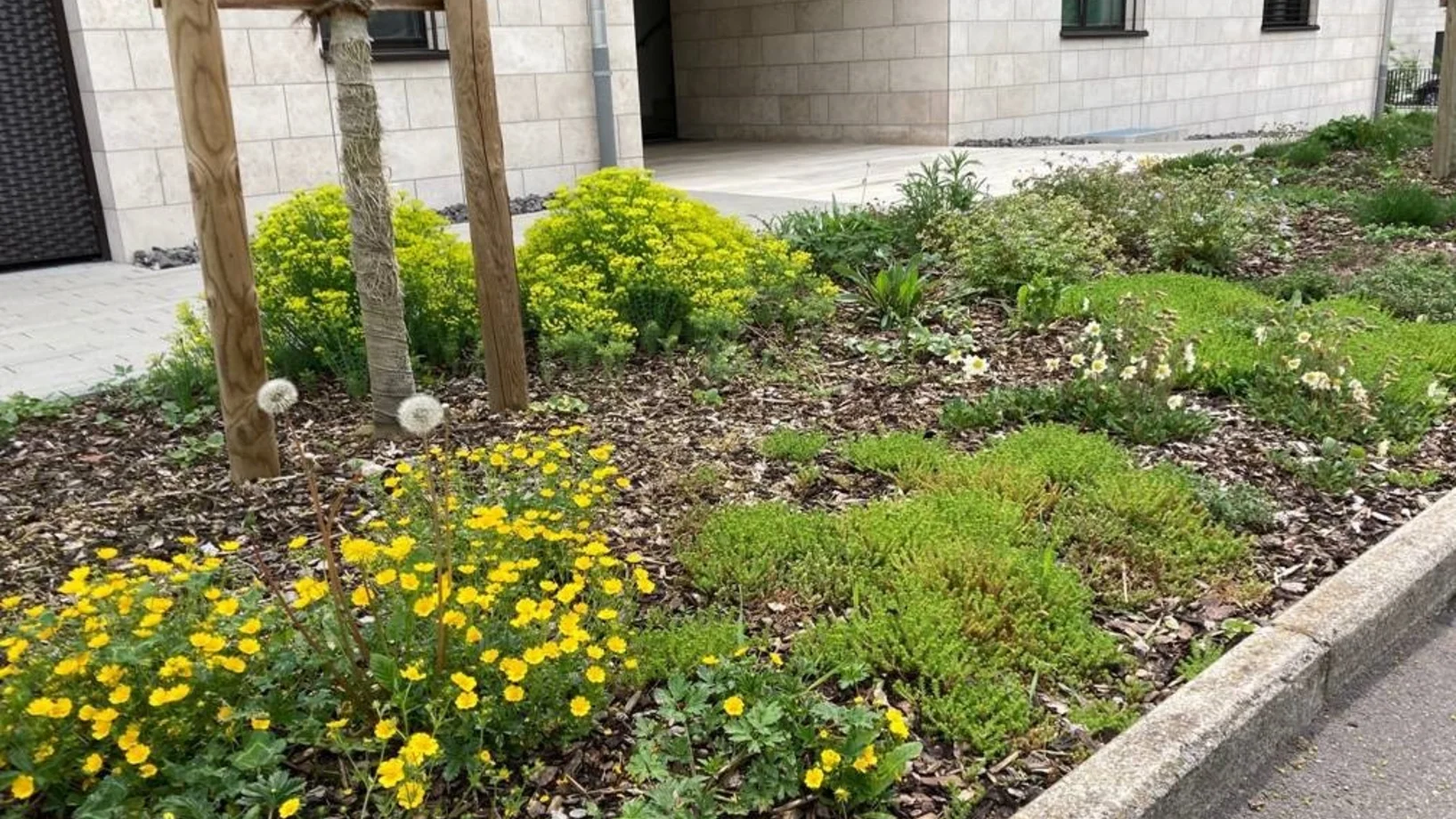 Blühende Wildstauden vor einem Neubau