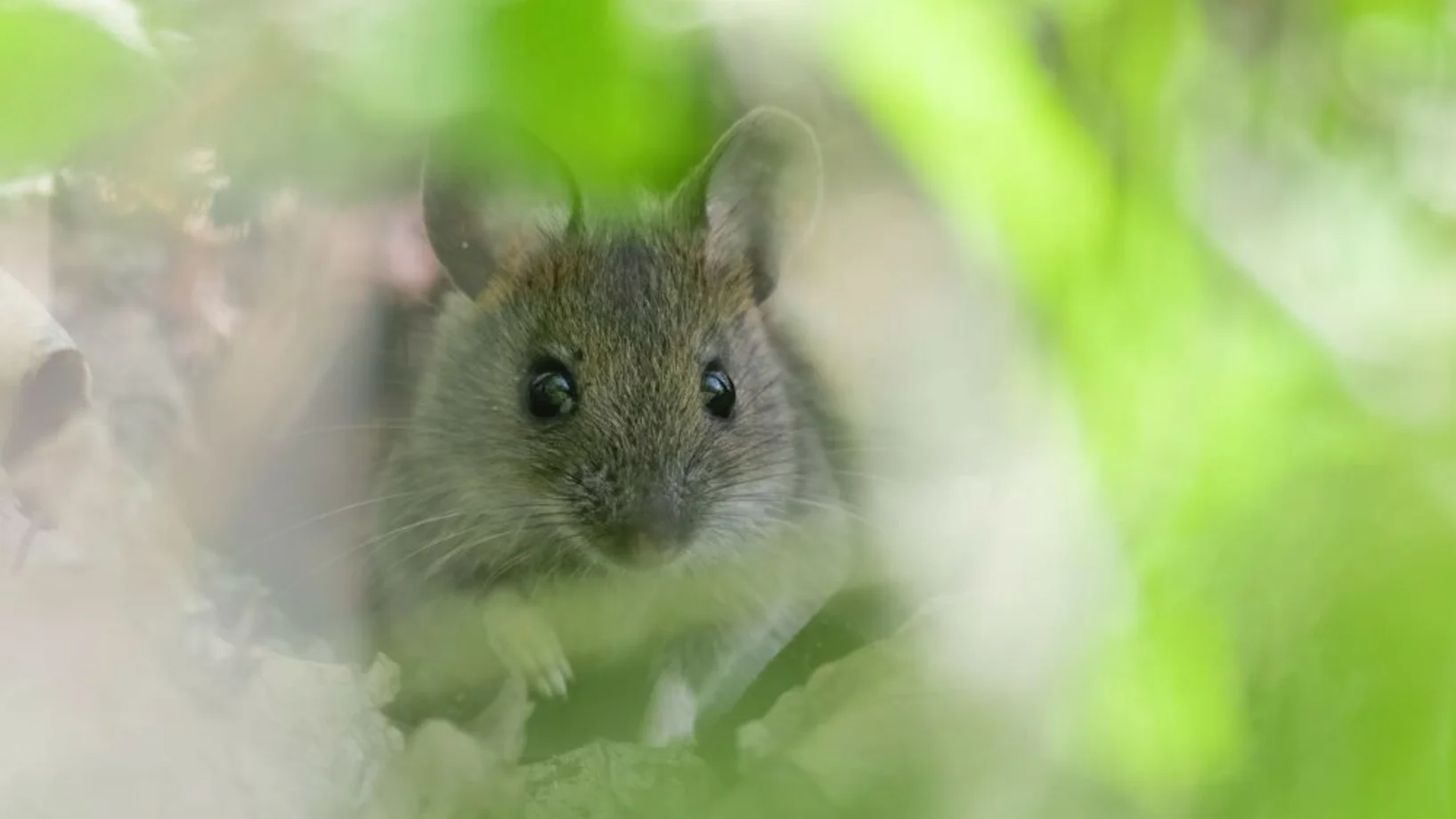 Mausimaus