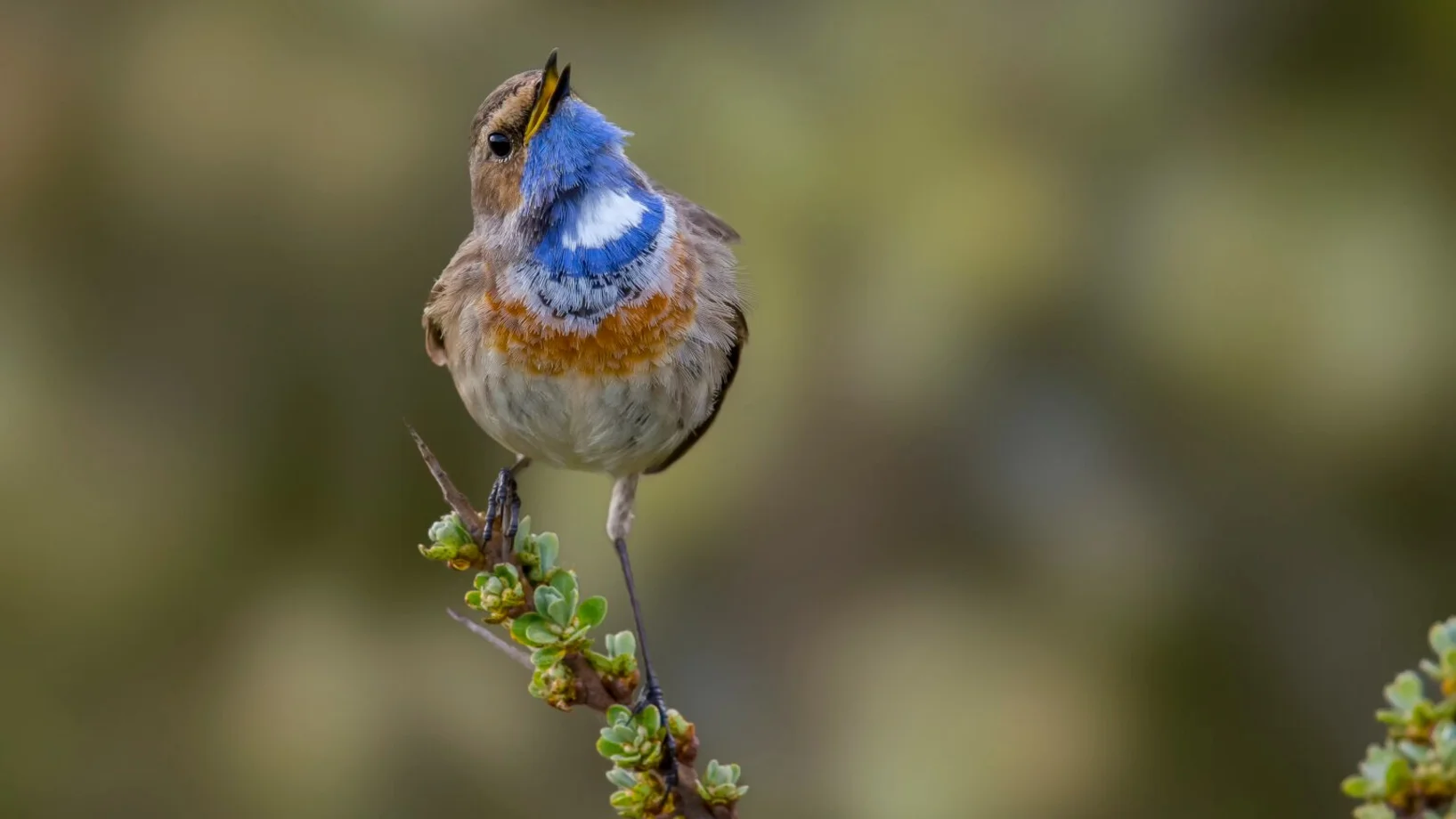 Blaukehlchen, Bild: Marcel Burkhardt