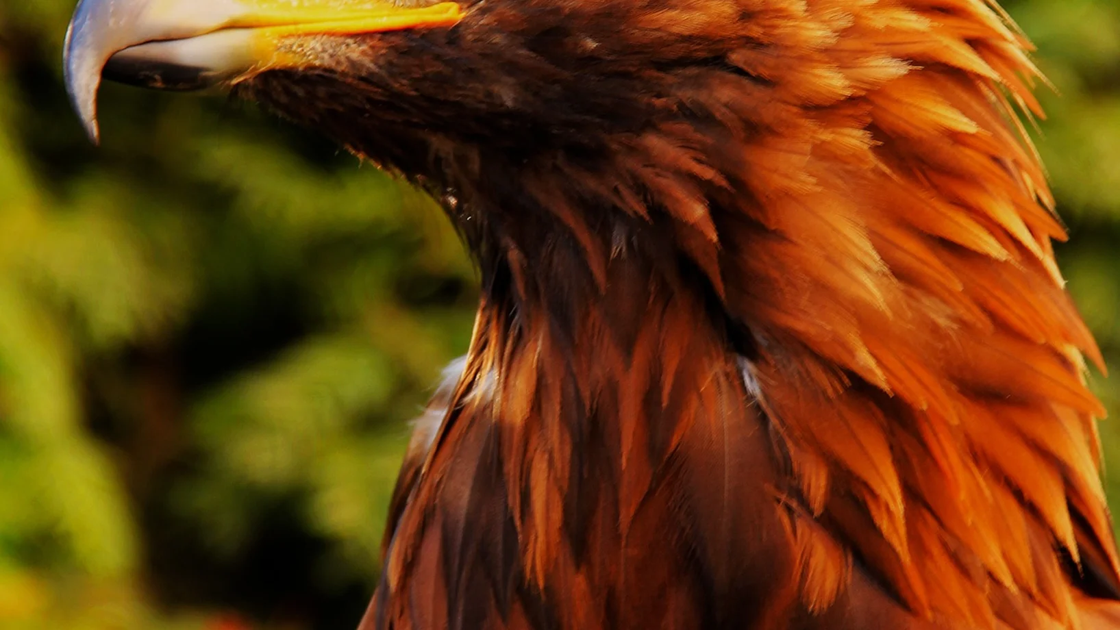 Bird beak eagle predator