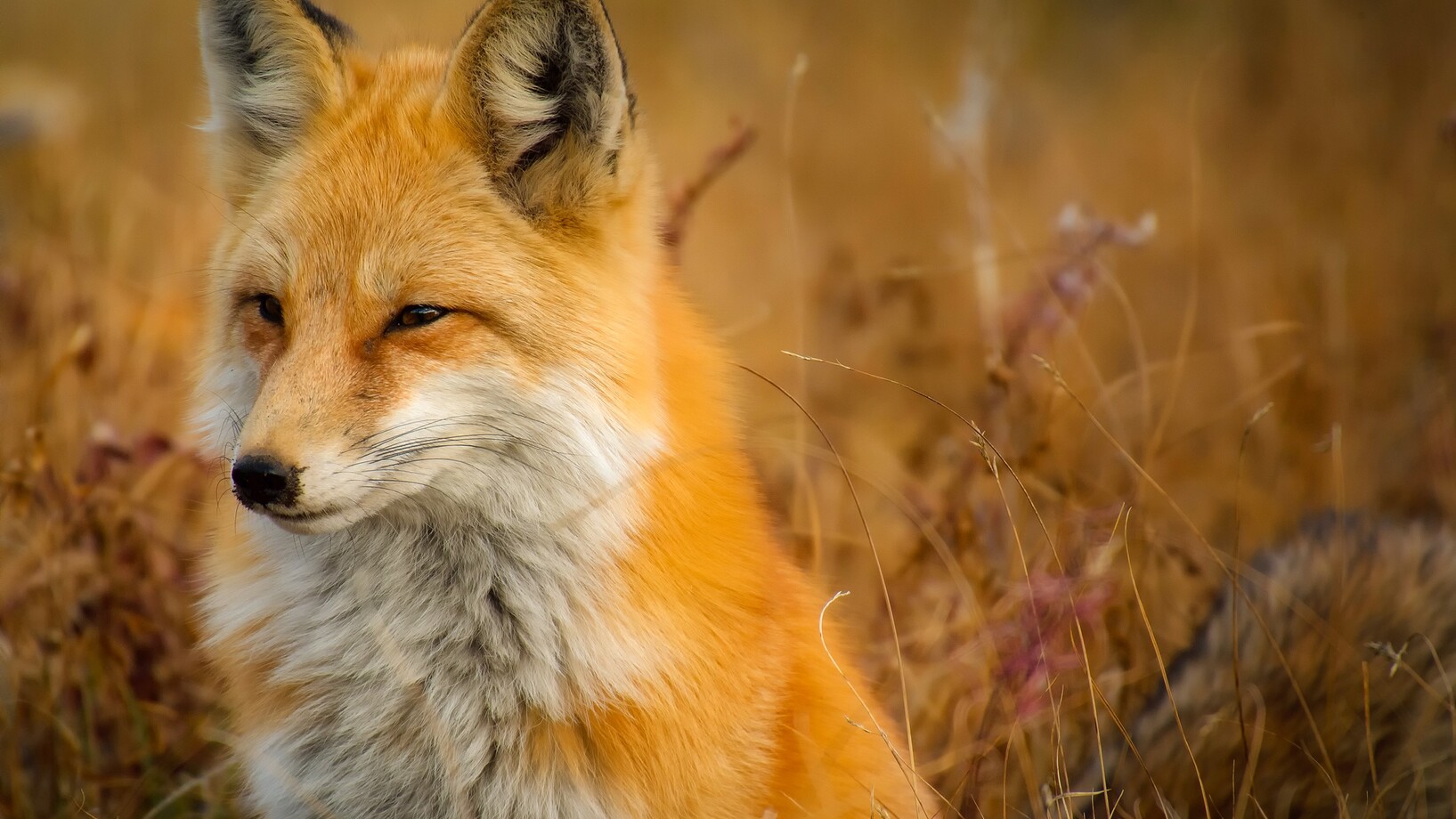 Close up of fox on grass