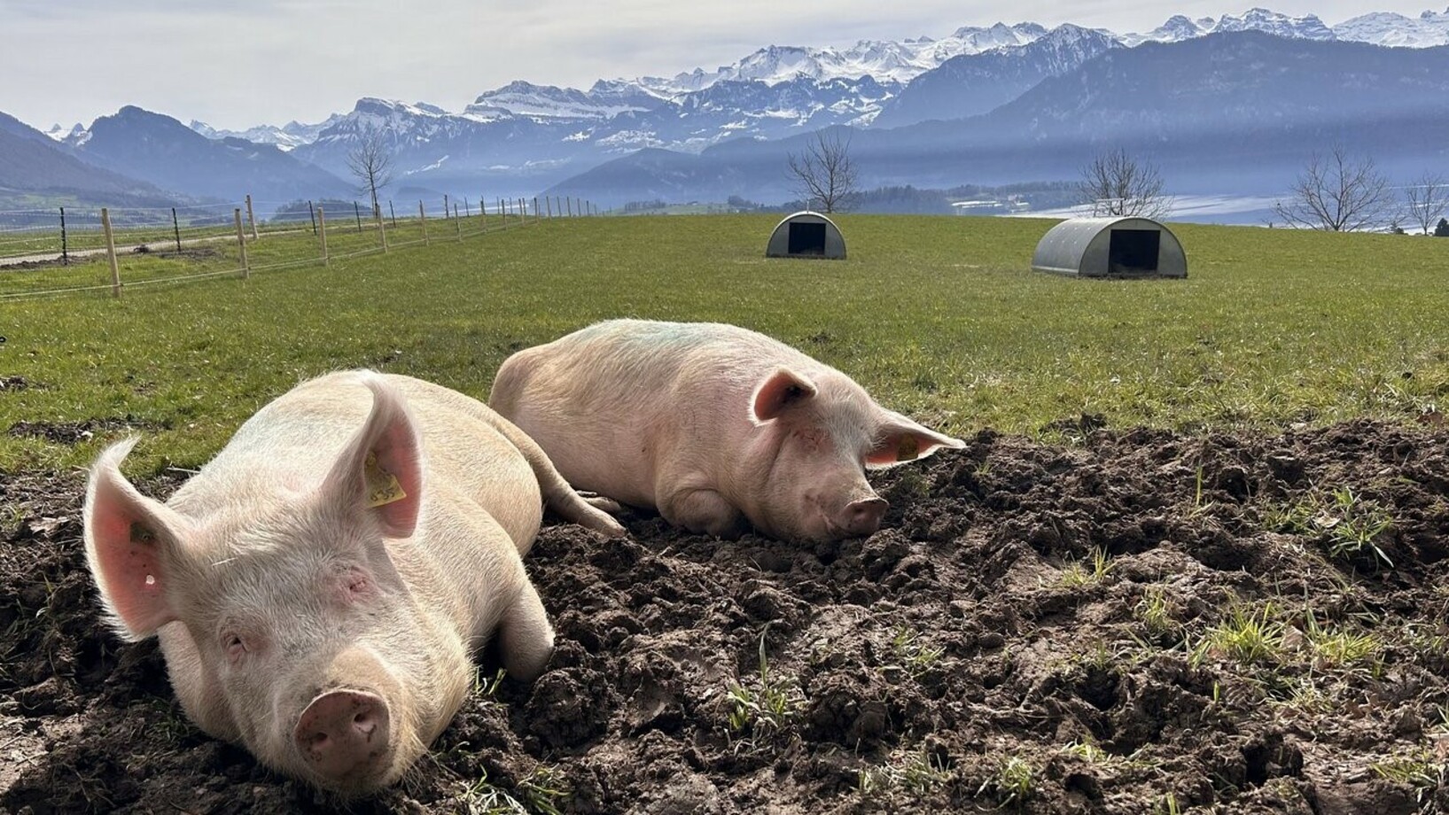 Freiland gehaltene Schweine vor schönem Innerschweizer Panorama