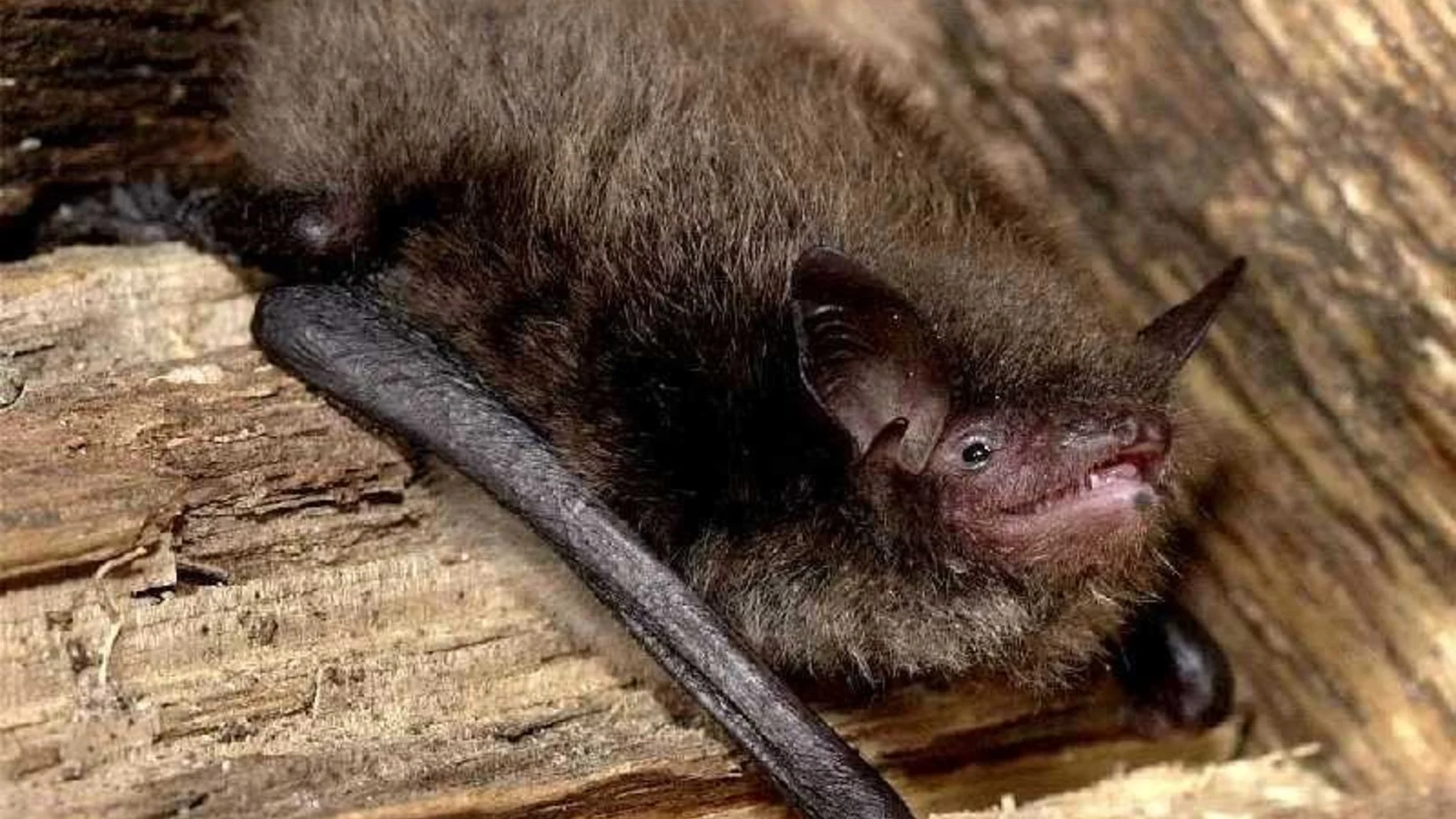 Wasserfledermaus