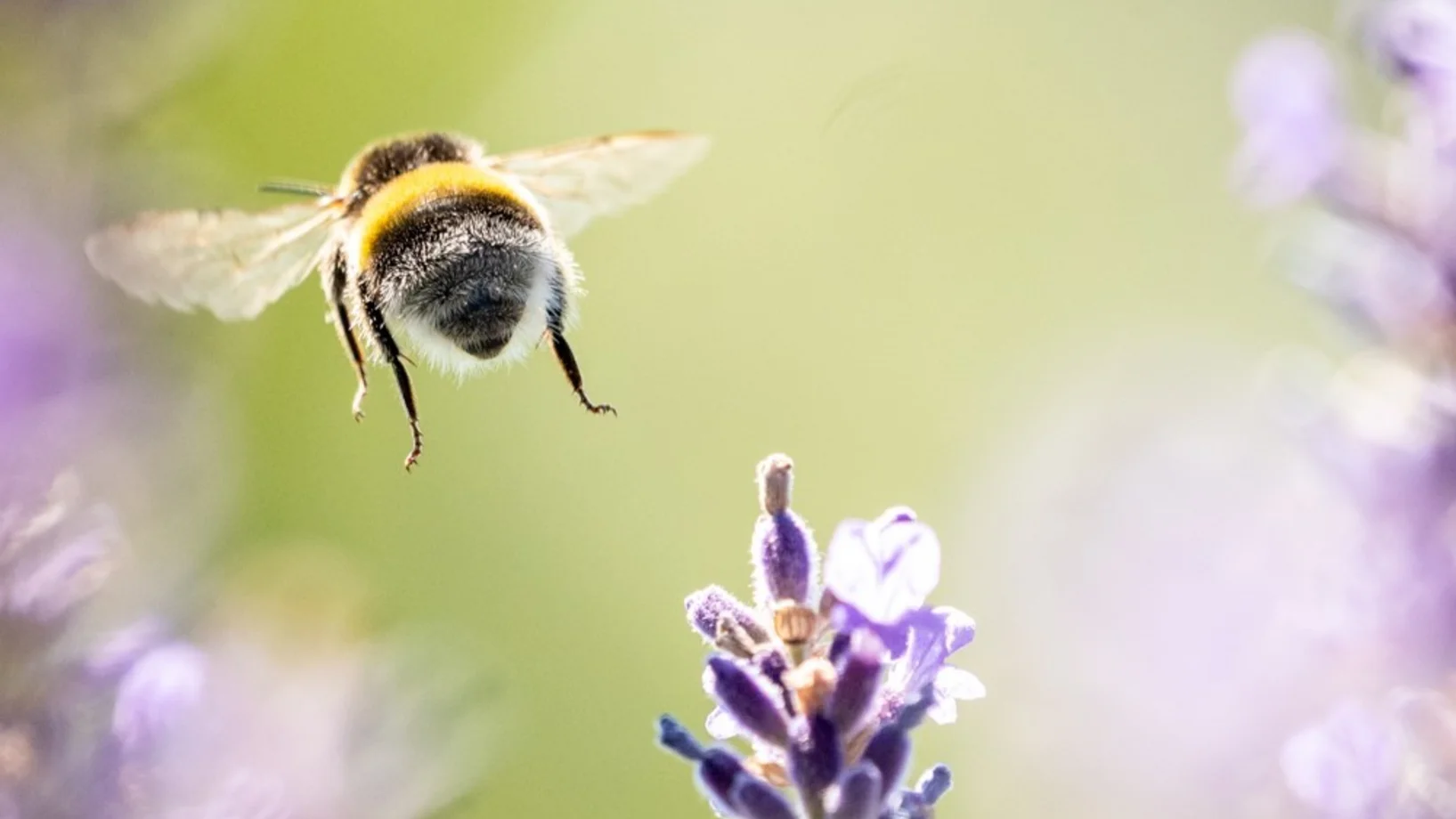 Eine Hummel fliegt weg von einer Lavendelblüte