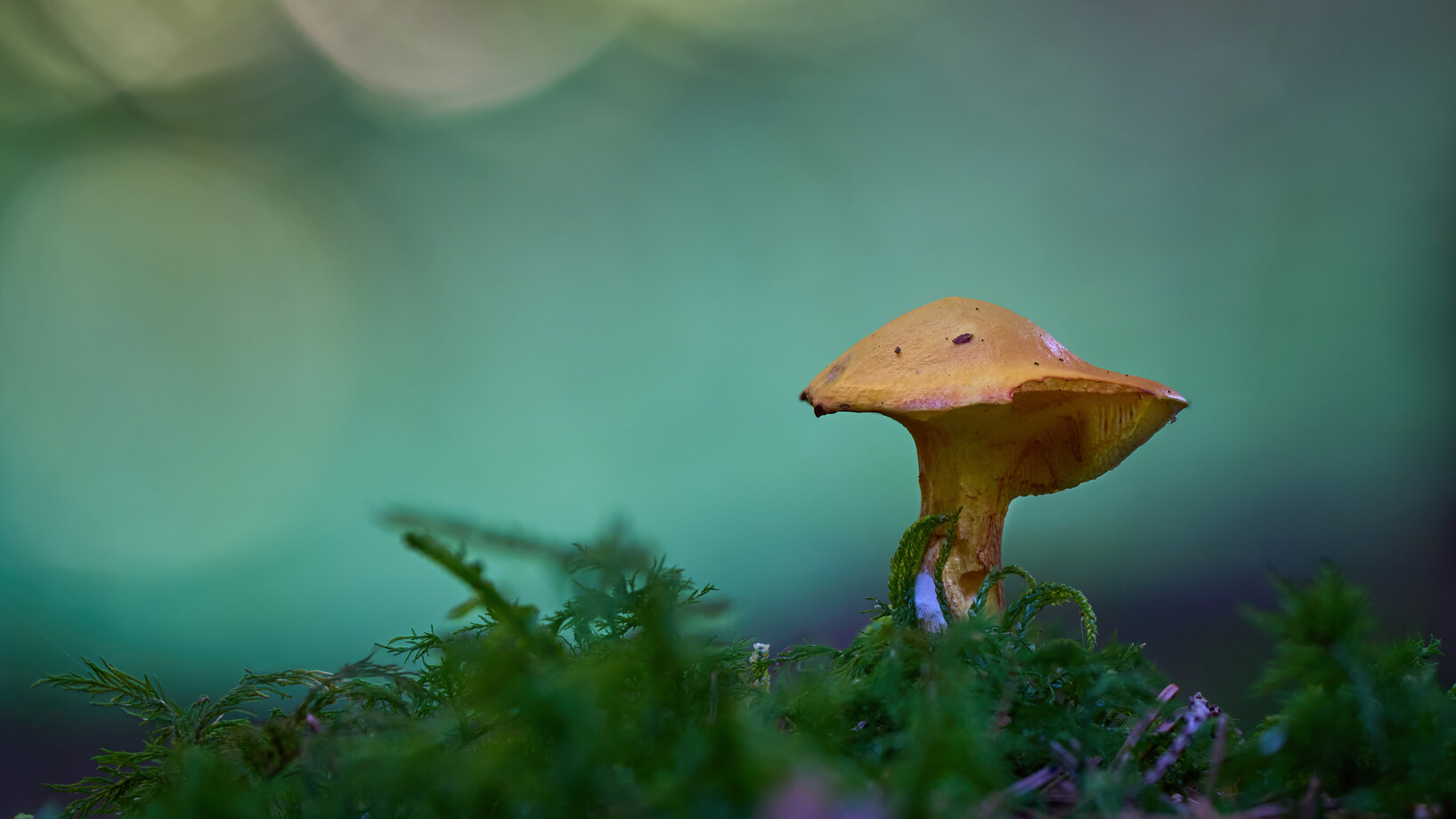 Close up of a mushroom