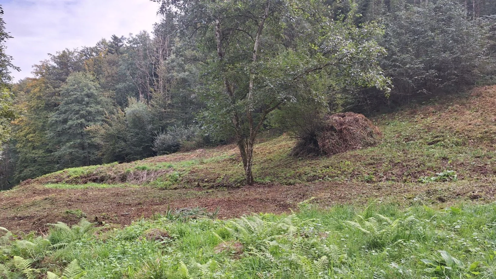 Steinibachwald