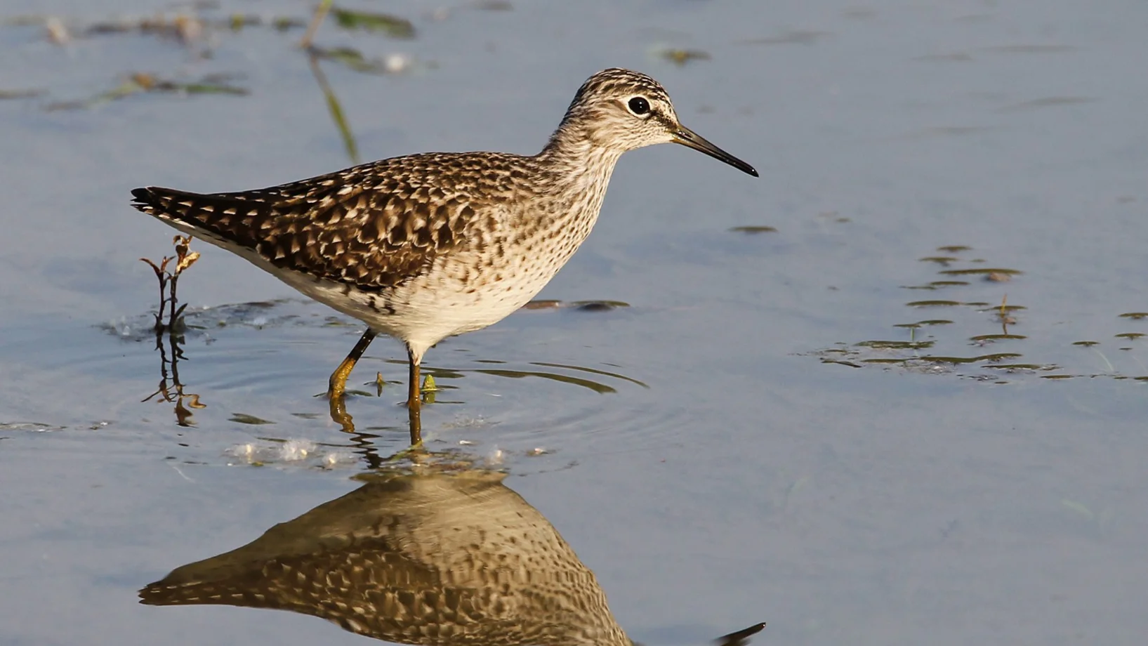 Bruchwasserläufer © Stefan Wassmer