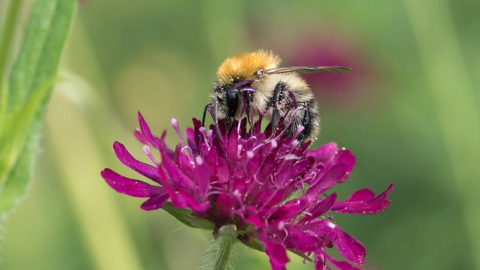 Bild: kl. Ackerhummel Hartmut Schoenfeld