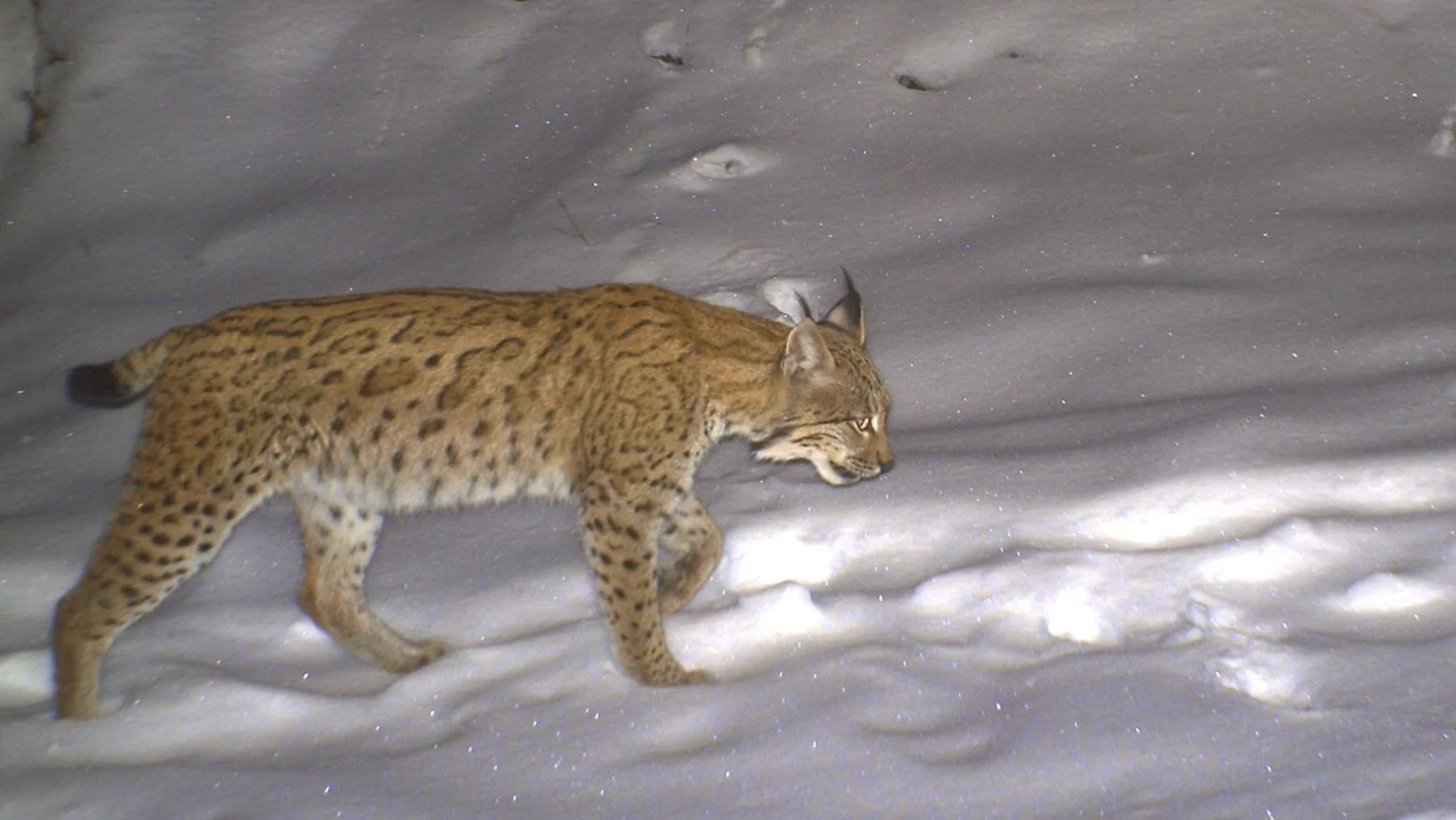 Luchs, Bild: KORA