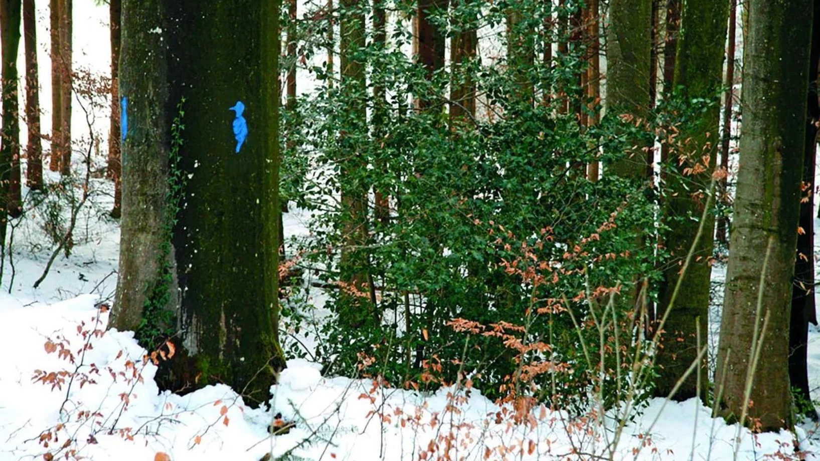 Höhlenbaum markiert