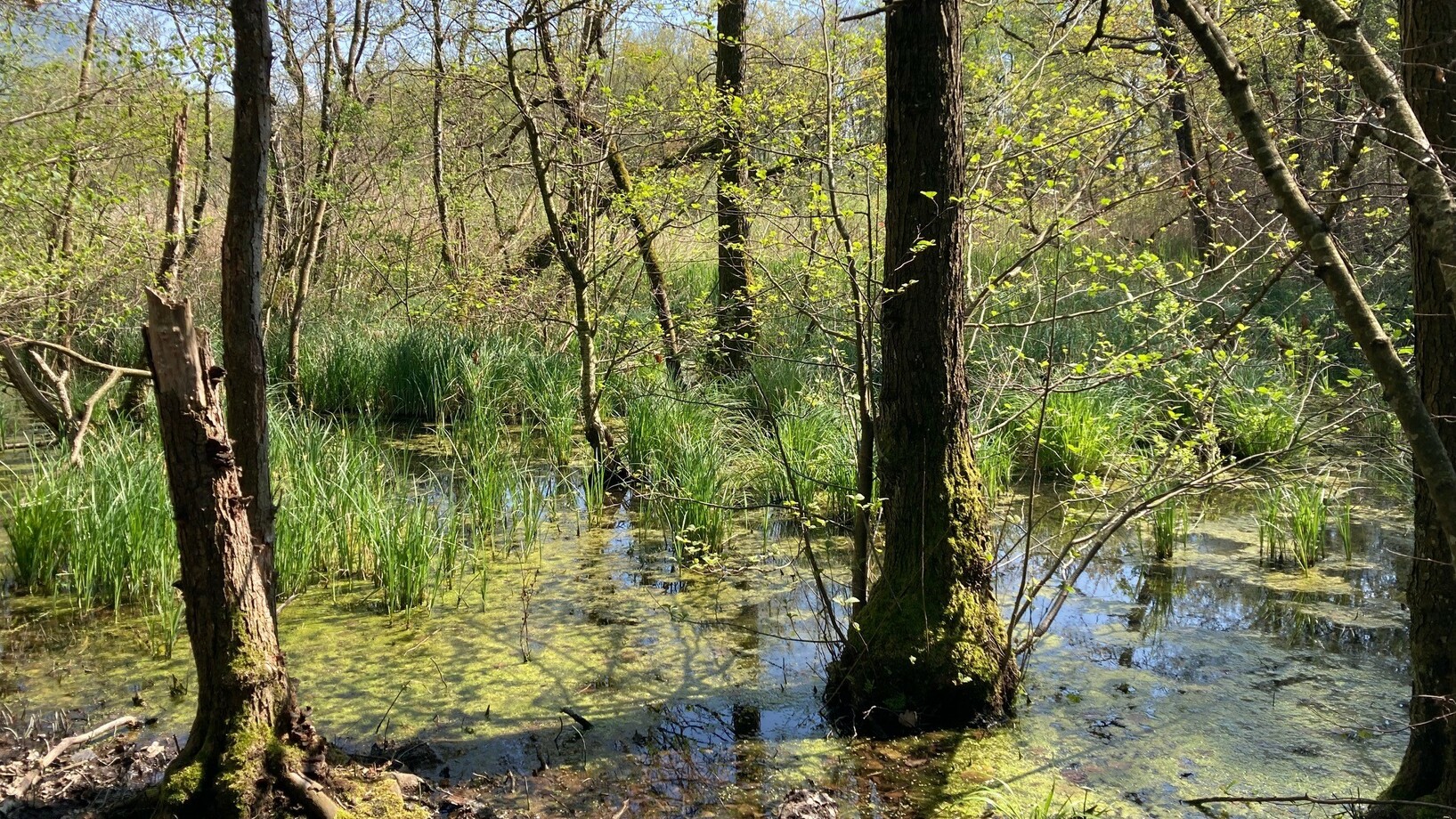 Eine Moorlandschaft mit Bäumen die im Wasser stehen