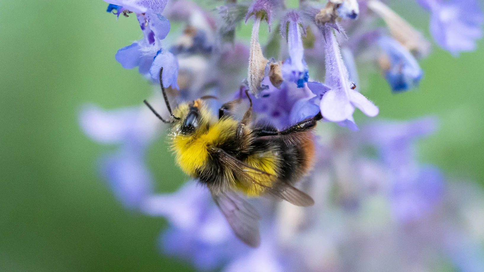 Bild: Wiesenhummel_Sandra Schweizer