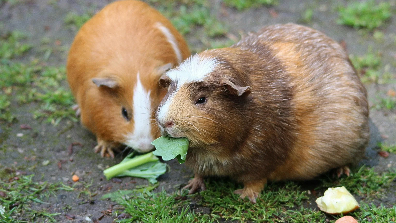 Brown hamster eating a green leaf