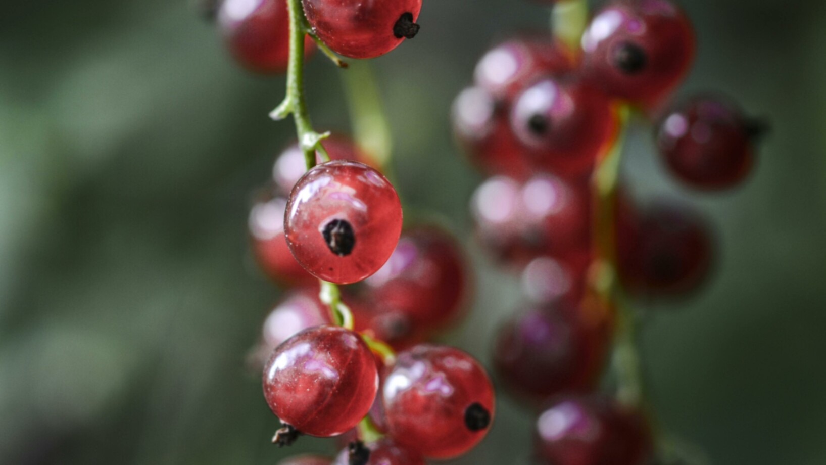 Focus photography of red round fruit