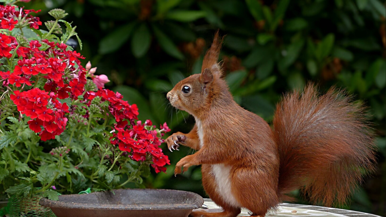 Red squirrel on brown table top
