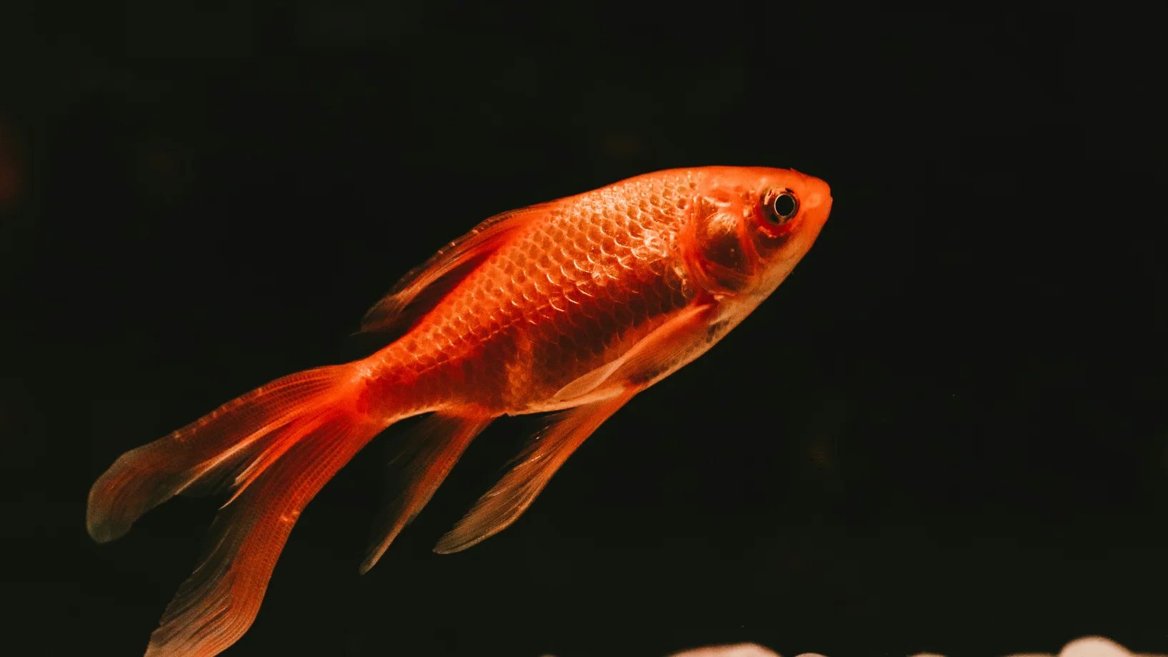Ein Goldfisch vor schwarzem Hintergrund