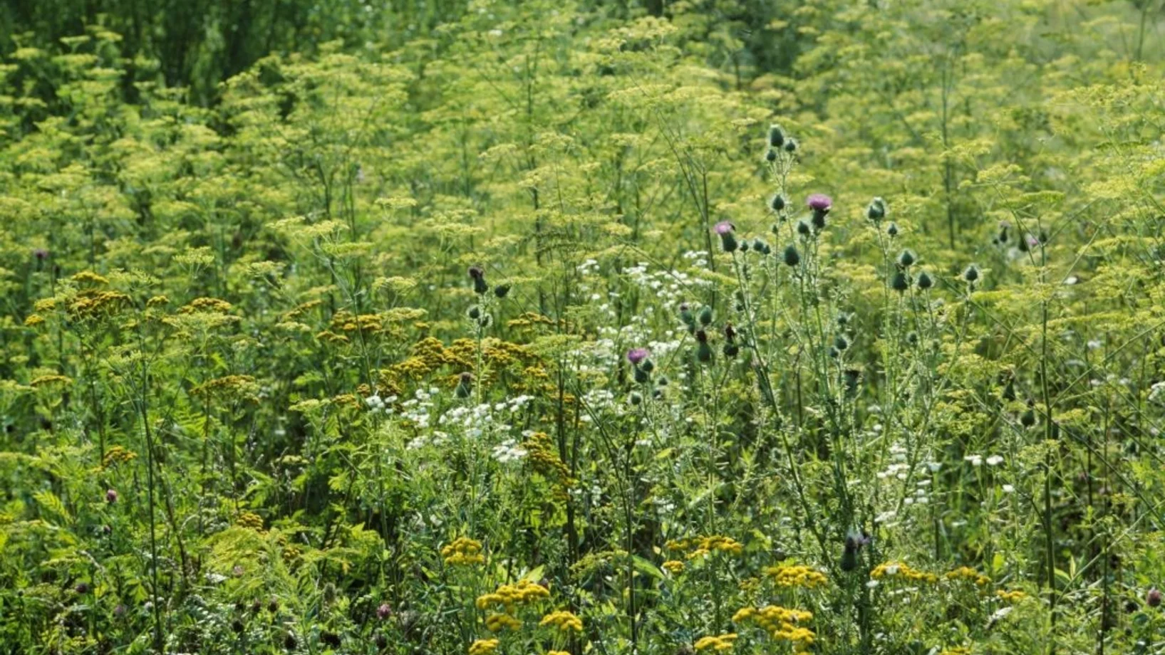 Gelb blühende Unkrautflur mit Rainfarn 