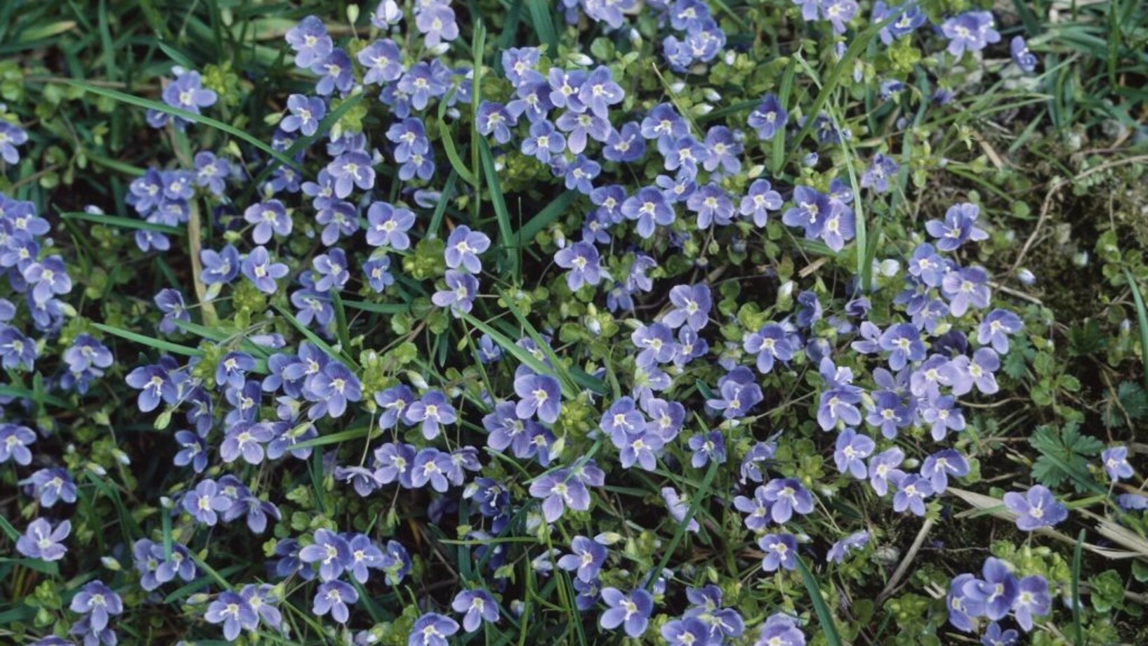 Blaue Blüten des Faden-Ehrenpreises