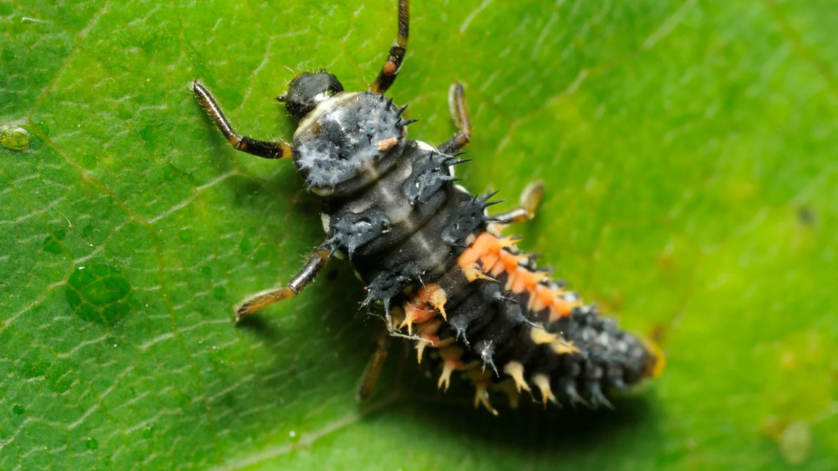 Larve des Asiatischen Marienkäfers