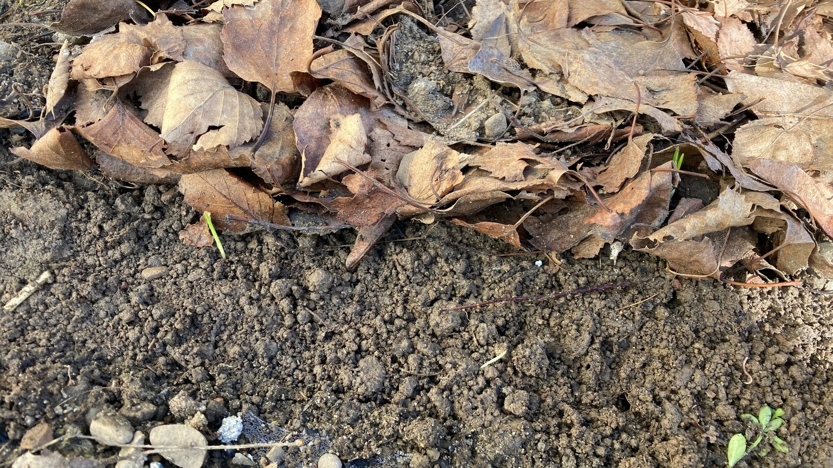 Boden mit einer Laubschicht
