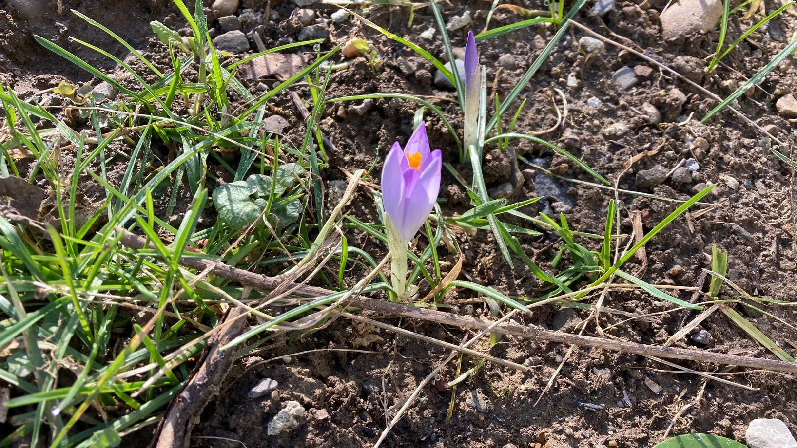 Ein violetter Krokus spriesst aus dem Boden