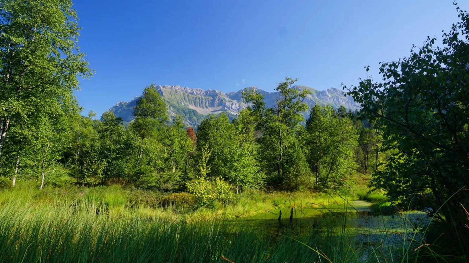Foremoos im Eigenthal
