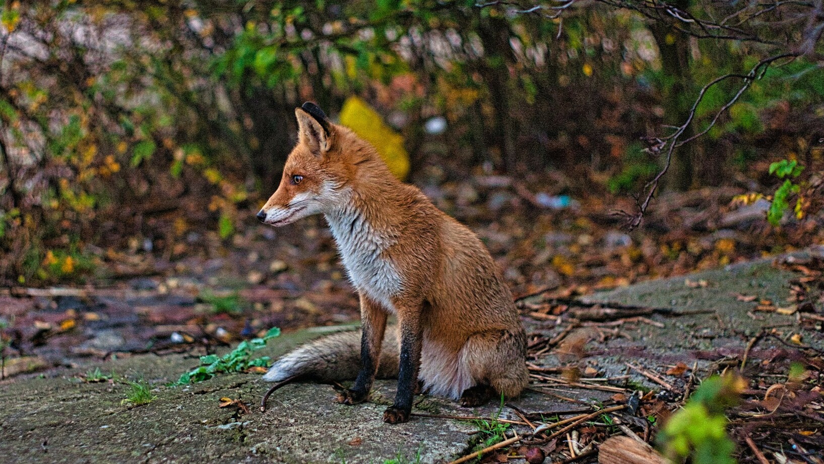 Ein Fuchs sitzt auf einem Weg