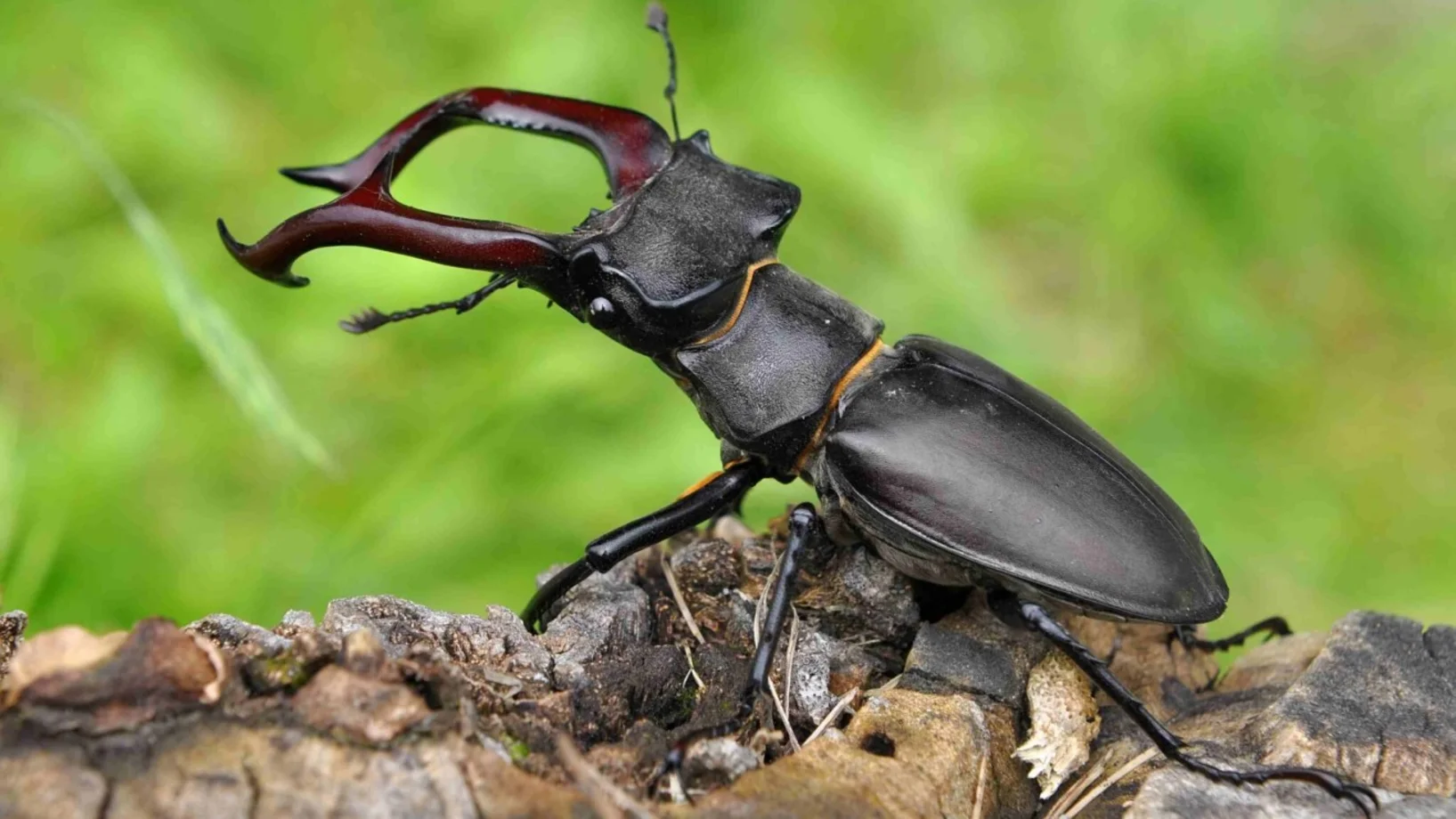 Hirschkäfer