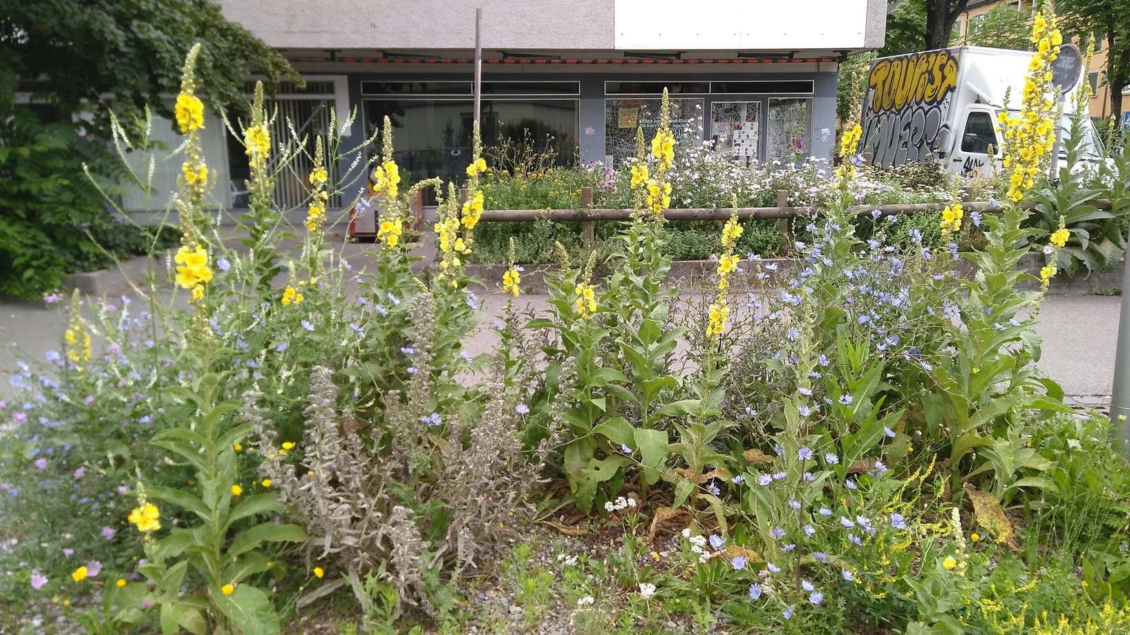 Gelb blühende Königskerzen in der Stadt