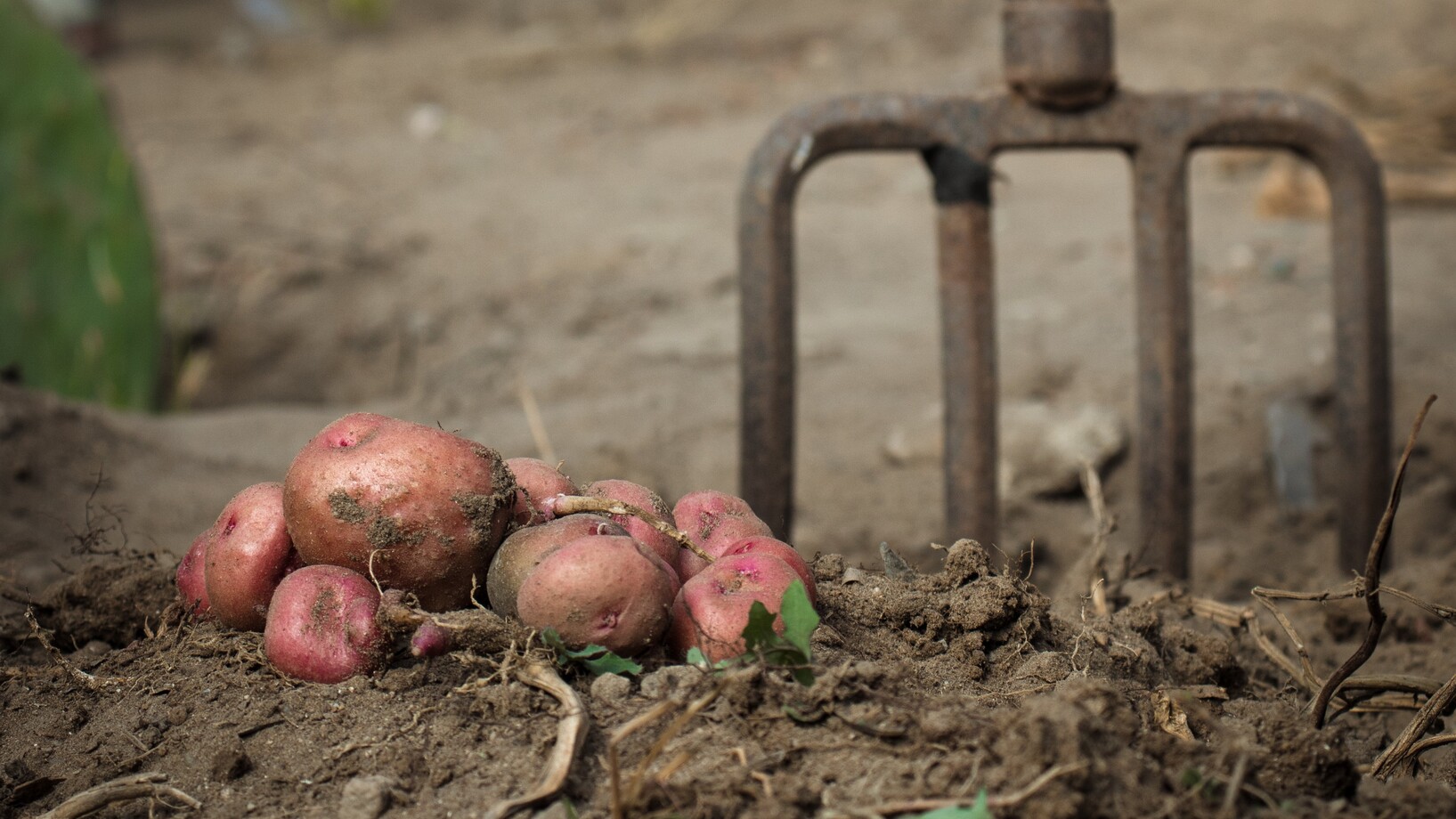 Fresh potato crops on the ground
