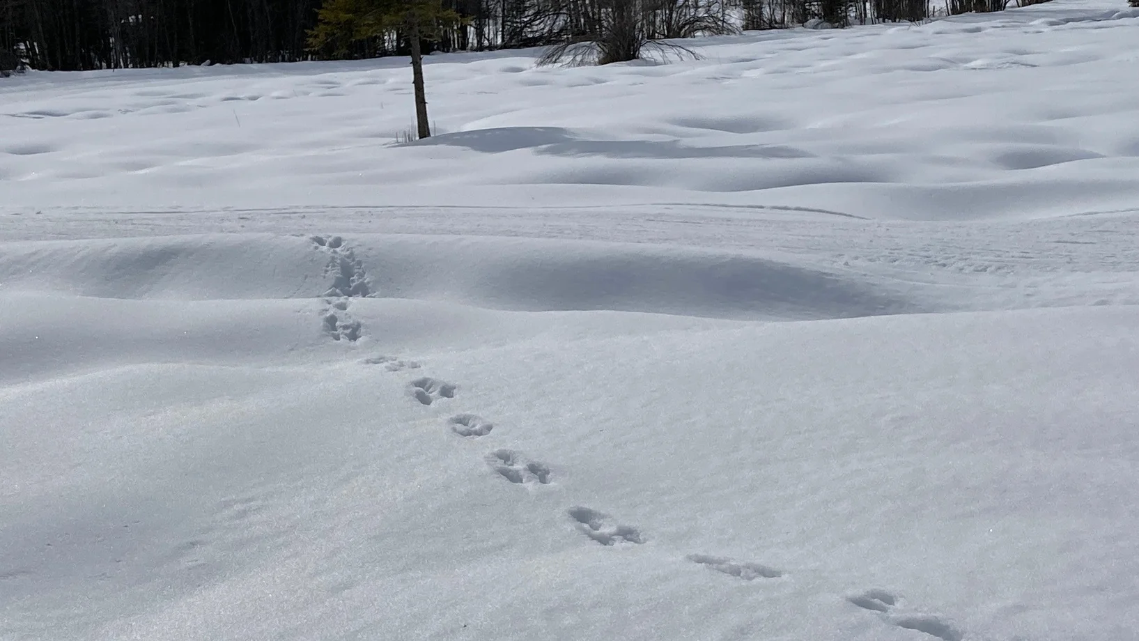 Tierspuren im Schnee