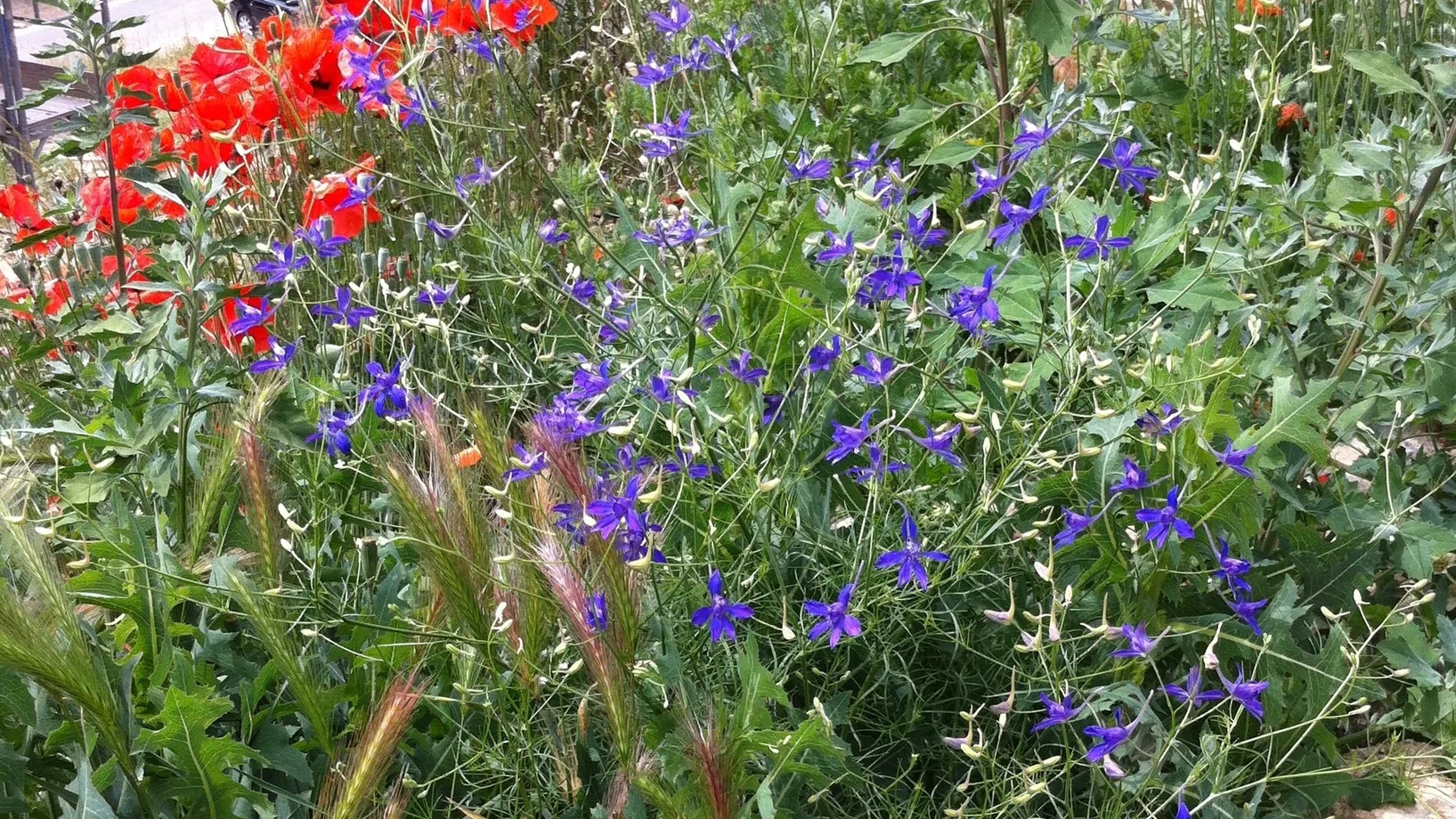 Rote und blaue Unkrautblüten