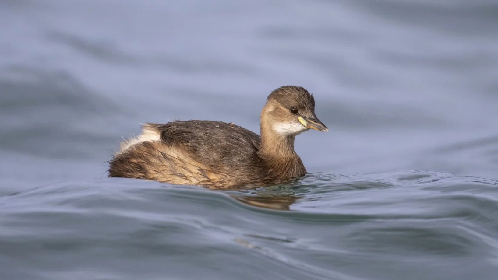 Zwergtaucher, Michael Gerber  Birds-online.ch