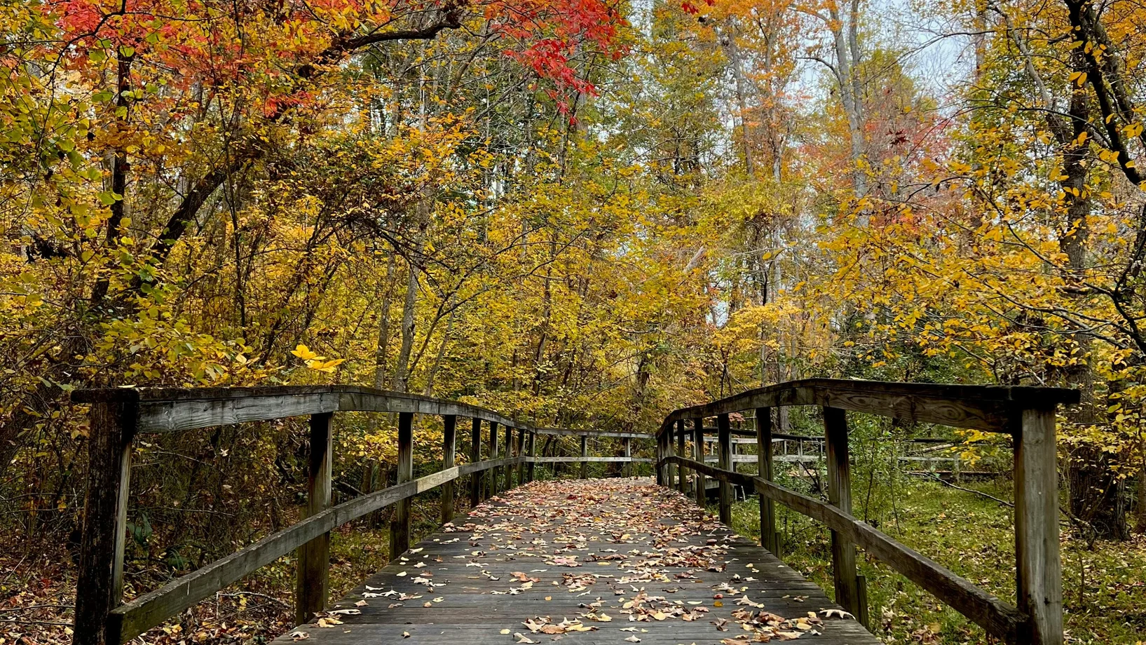 Holzbrücke durch den Wald 