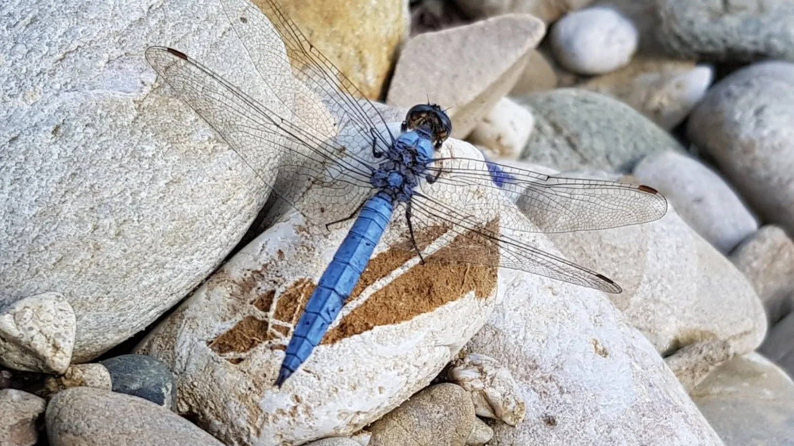 Streifzug durch die Insektenwelt vor der Haustür