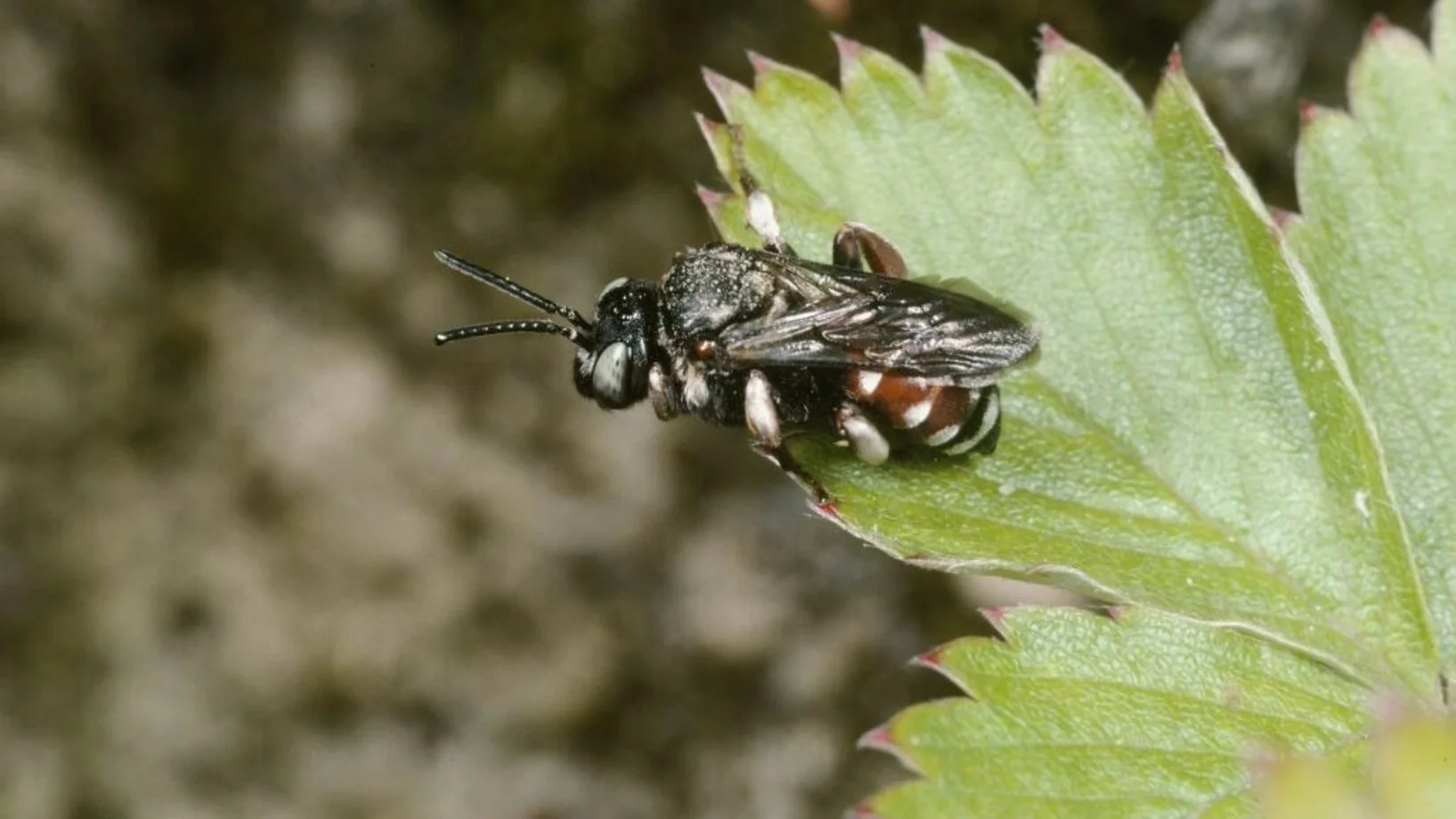 Kuckucksbiene
