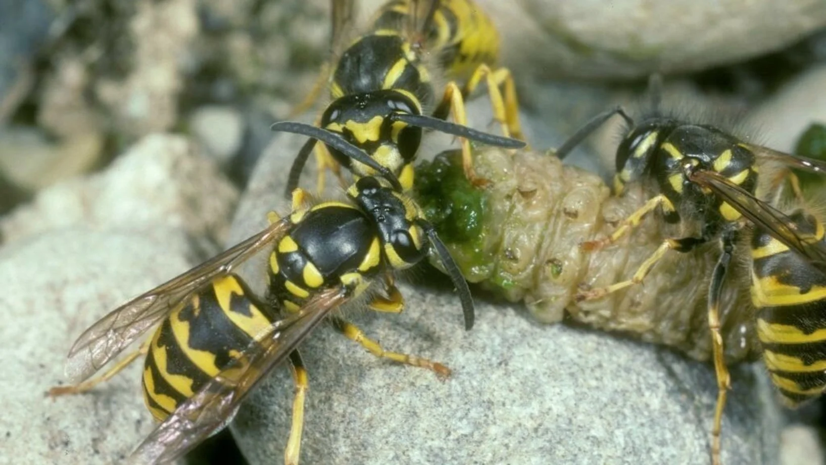 Wespen haben eine Raupe überfallen