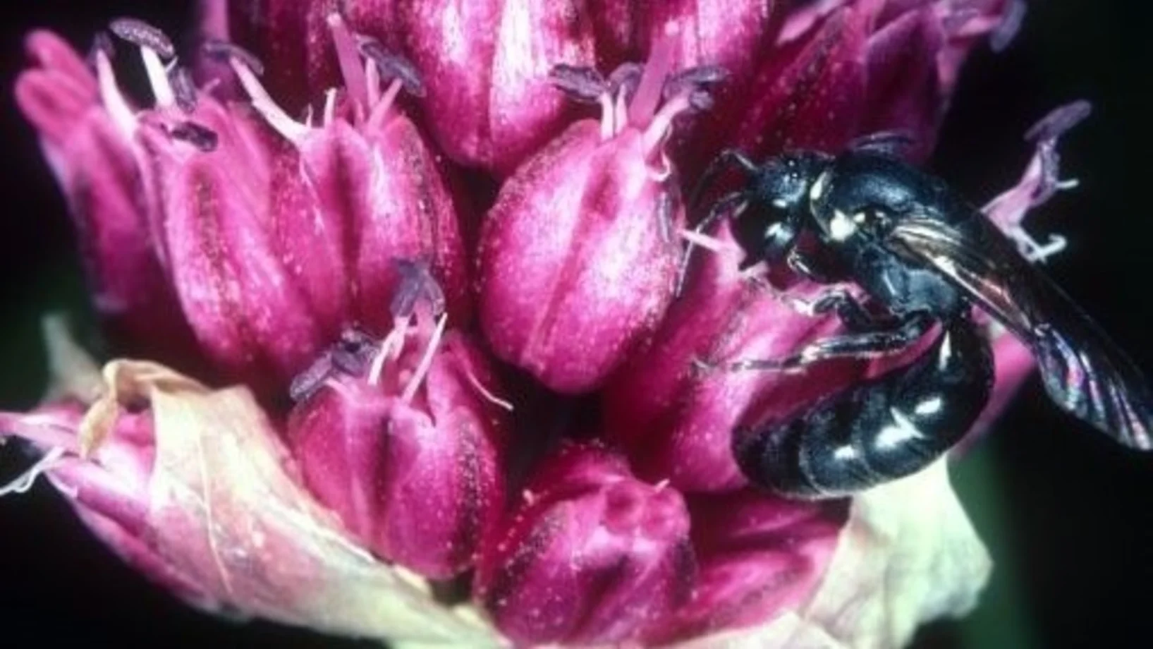 Wildbiene auf rosa Blüte