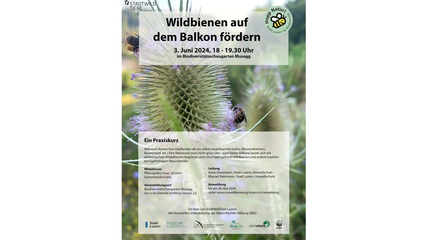Wildbienen auf dem Balkon fördern