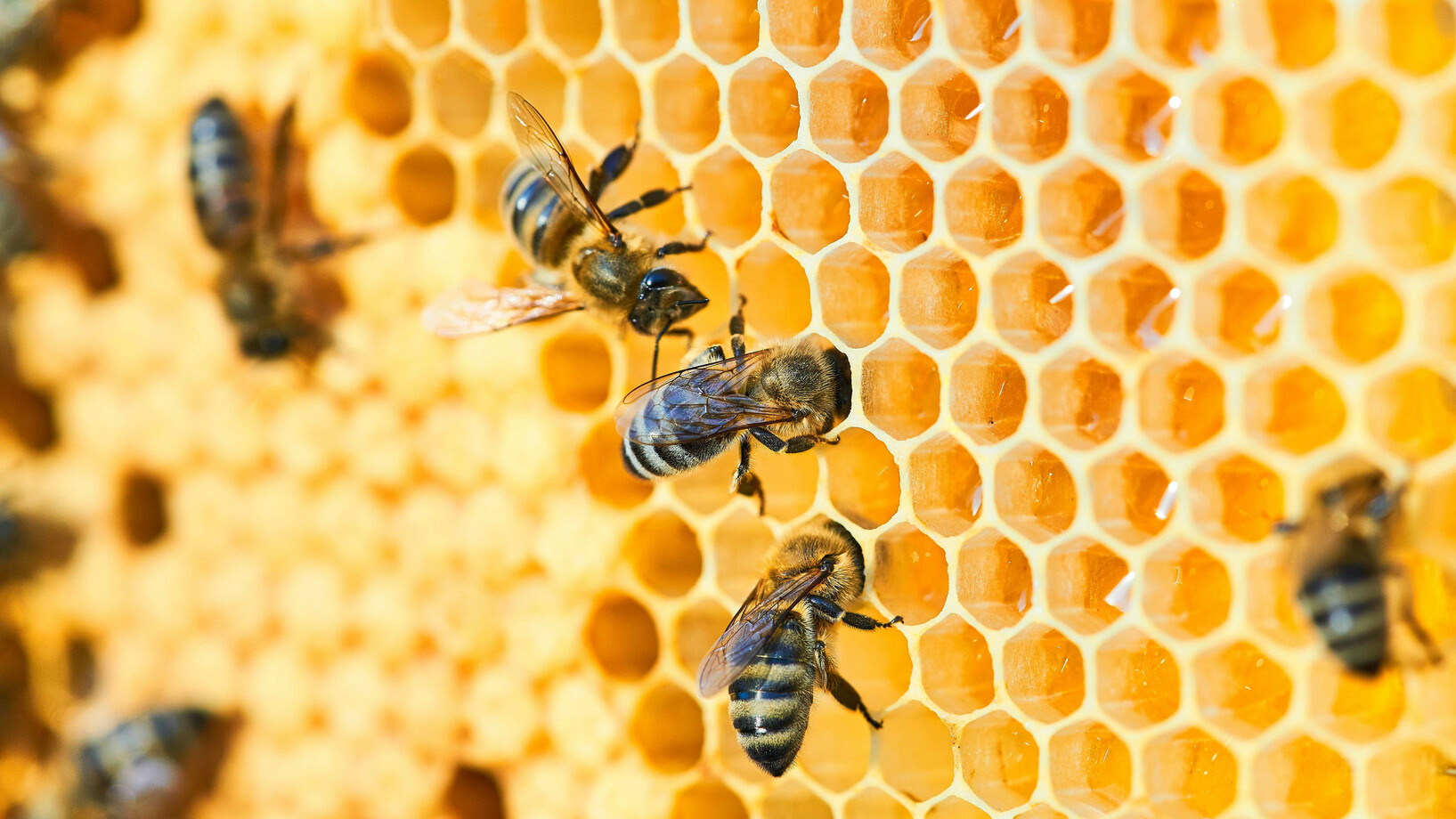 Bienen bei der Honigproduktion