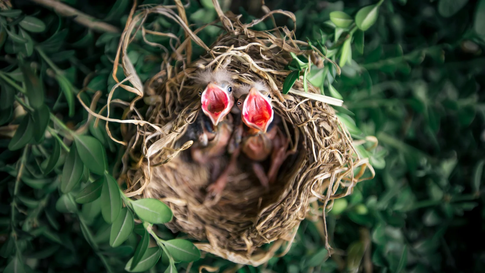 zwei Jungvögel mit aufgesperrten Schnäbeln im Nest