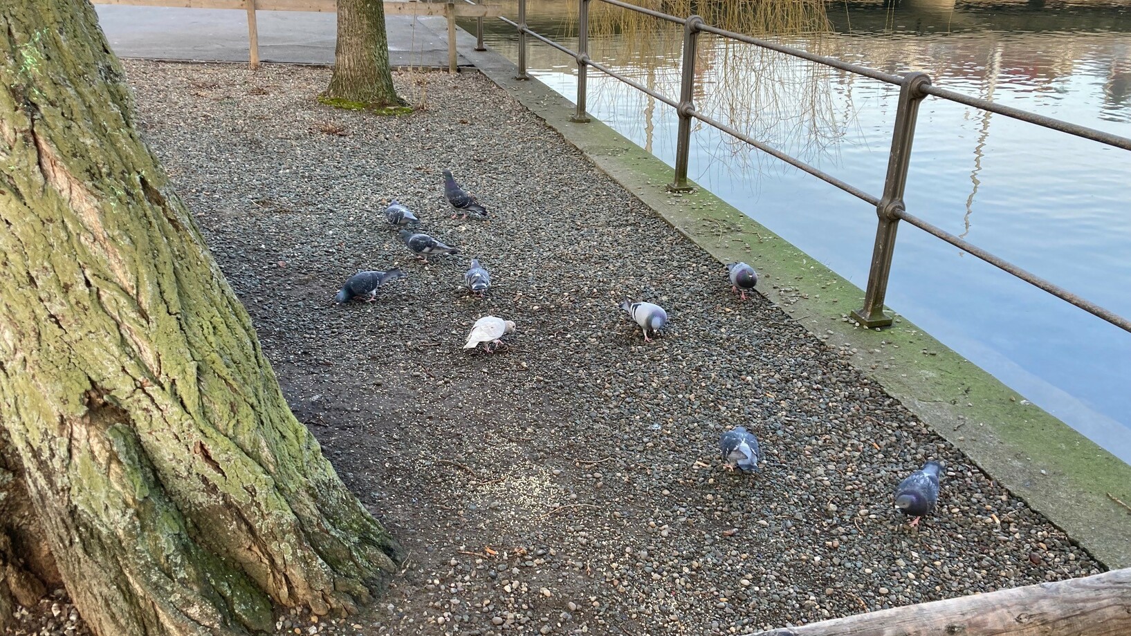 Fütterung von Tauben in Luzern am Seeufer