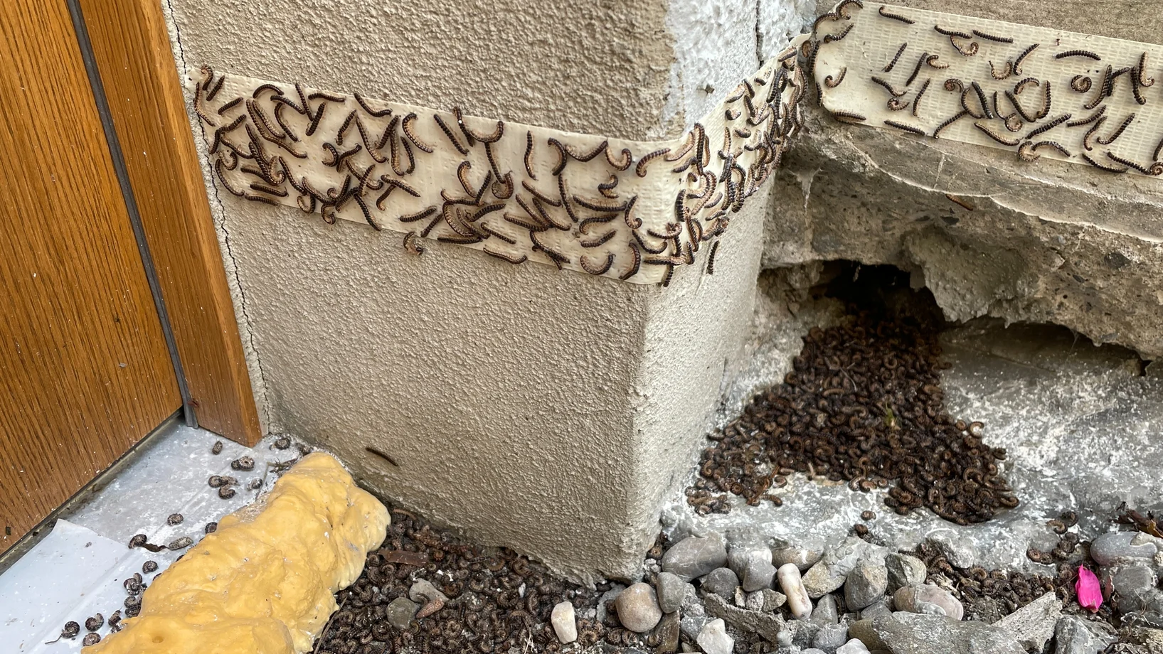 Invasion von Gewächshaustausendfüssler am Eingangsbereich