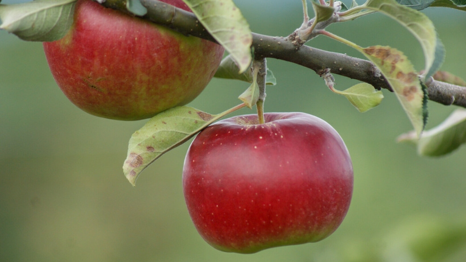 Zum Reinbeissen: frische Äpfel direkt vom Baum. (Bild: Shutterstock)