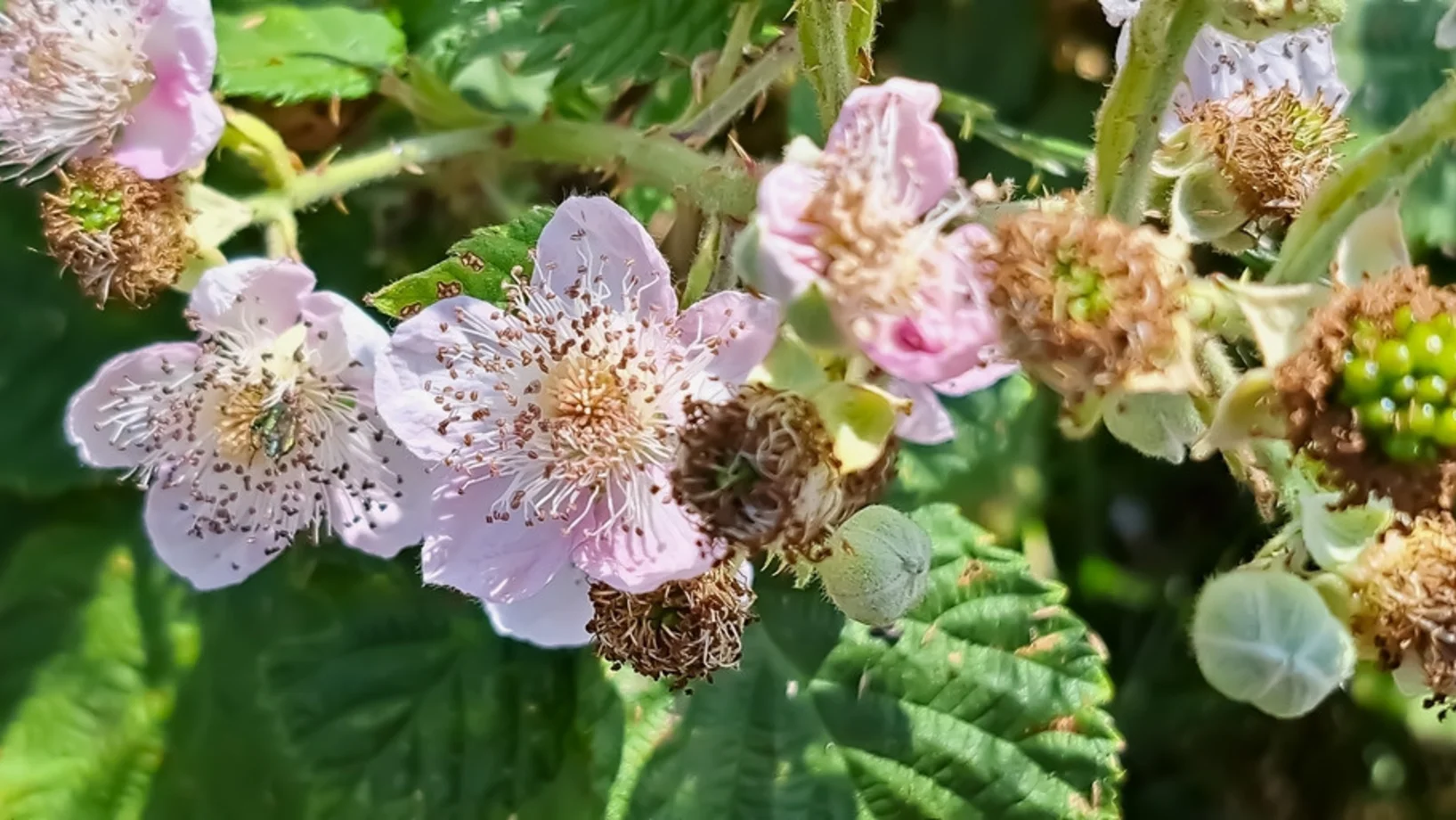 Die weissen oder zartrosa Blüten der Brombeeren sind ein Hingucker und bei Insekten äusserst beliebt. (Bild: Shutterstock)Die weissen oder zartrosa Blüten der Brombeeren sind ein Hingucker und bei Insekten äusserst beliebt. (Bild: Shutterstock)