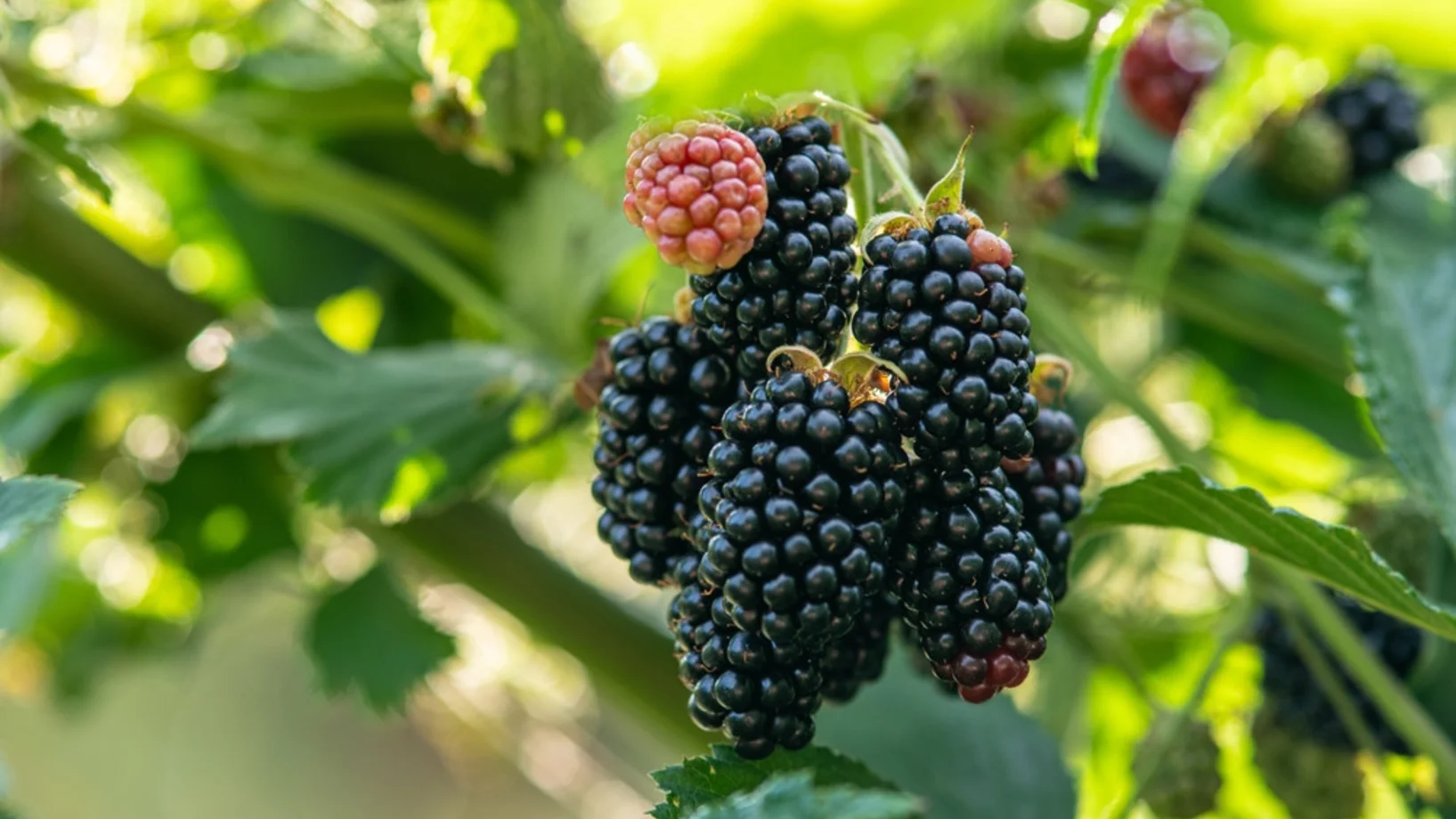 Pflückreife Brombeeren - ein Genuss! (Bild: Shutterstock)