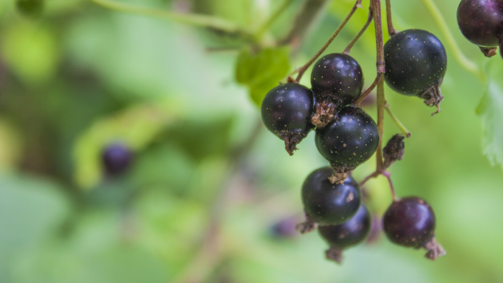 Die schwarzen Cassis-Beeren schmecken herb-süss und stecken voller Vitamine. (Bild: Shutterstock)