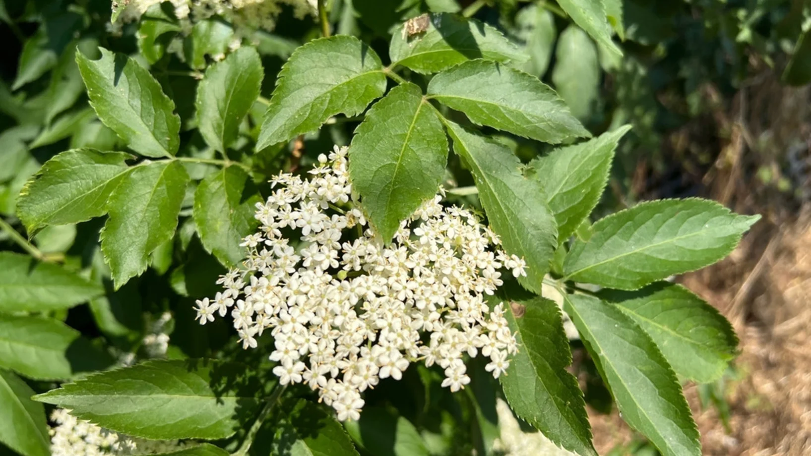 Blüten-Dolden eines Holunderstrauches. (Bild: Shutterstock)