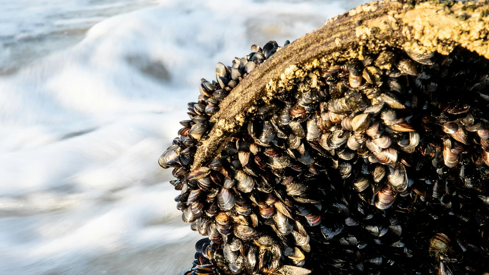 Fresh mussels on rock